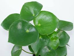 Check spelling or type a new query. Coin Leaf Peperomia Peperomia Polybotrya