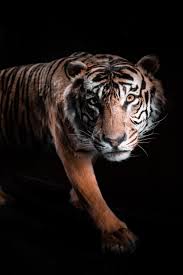 We hope you enjoy our growing collection of hd images to use as a background or home screen for your smartphone or computer. 500 White Tiger Pictures Hd Download Free Images On Unsplash