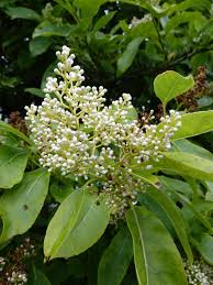 Image result for Ehretia cymosa