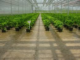 Flood Floor 1 Greenhouse Benches Plants Greenhouse