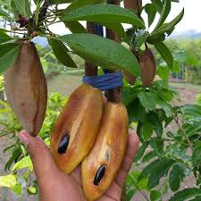 Tujuan utama tanaman buah dalam pot adalah untuk budidaya buah tanpa harus memakai lahan yang luas. Powernutrition Pupuk Buah On Instagram Selamat Pagi Sawo Mentimun Yany Masak Dipohon Dirumahaja Manen Hasil Tanam Buah Dalam Pot Sedia Berbagai Mac