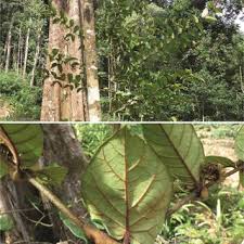 Image result for Landolphia letestui