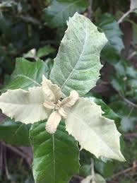 Image result for Brachylaena discolor