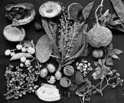 Image result for Strephonema mannii