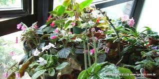 室內植物定義與照顧 十種推薦室內植物種植說明 有哪些淨化空氣植物可選擇 houseplants indoor plants houseplants