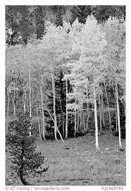 Black And White Picture Photo Aspen Trees In Fall Color Great Basin National Park