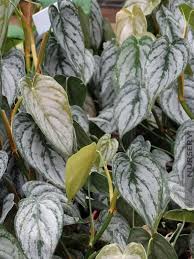 Check spelling or type a new query. Xl Best Indoor Philodendron Brandtianum Kens Nursery