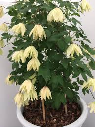Maybe you would like to learn more about one of these? Philip Clayton On Twitter My Favourites For Chelsea Plant Of The Year Primula Vialii Alison Holland And Clematis Chiisanensis Amber