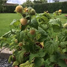 We did not find results for: Raspberry Grown In A Pot Golden Yellow Berries