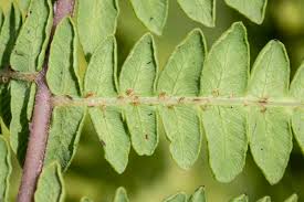 Image result for Thelypteris confluens