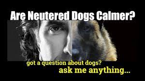 Neutering them makes them calmer and less aggressive if the reason for their hyper ness/anxiety and aggression was due to the fact their testosterone was dictating their behavior. Will Neutering Make My Dog Calm Ask Me Anything Dog Training Behavior Youtube