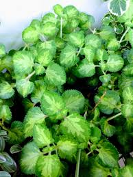 Image result for Coleus amboinicus