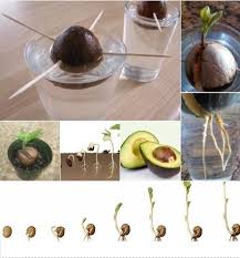 Como Hacer Crecer Un Arbol De Aguacate De Un Pit Aguacate Projets De Jardins Astuce Jardin Jardin Potager