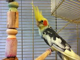 Beos werden nicht stubenrein, konsistenz und absetzen. Nymphensittich Hahn Schecke Sucht Ein Neues Zuhause Blog Der Vogel Vermittlung