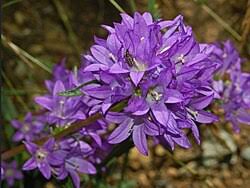 Image result for campanula glomerata
