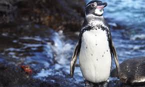 Restricted to the galapagos islands. The Galapagos Penguin Unique Species Friendly Endangered