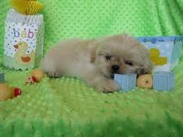 We take pride in raising healthy, happy, quality bred puppies. Akc Shih Tzu Puppy For Sale In Venice Florida Classified Americanlisted Com