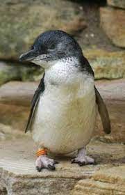 Fairy Penguin Penguins Penguin Pictures Baby Penguins