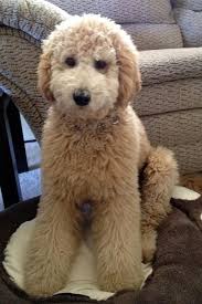 He was sent straight from heaven. Teddy Bear Goldendoodle Short Haircut Novocom Top