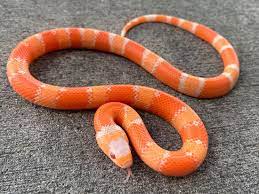 Pin On Snake Charmer