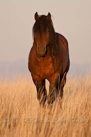 Wild Mustang In Wyoming In Late Afternoon Wild Horses Horses Mustang Horse