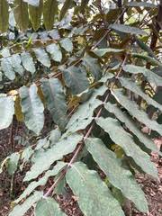 Image result for Polyscias fulva