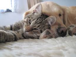 In fact, after a few months of living together, cats become close. How Well Do Dogs And Cats Really Get Along Psychology Today Canada