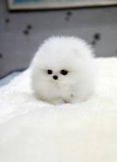 White fluffy dogs on pinterest. Cute Dog Cute Animals Baby Animals Cute Dogs