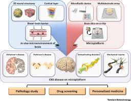 However, the brain cannot do this alone as it needs to receive information from the body's sense. Central Nervous System And Its Disease Models On A Chip Trends In Biotechnology