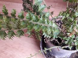 Image result for puklice na pokojových rostlinách obrázek