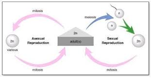 sssc unit 2 biology topic 11 asexual reproduction diagram