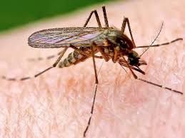 Addresses:535 county rd #39a, southampton, ny 11968 (physical) 535 county. Armed Against Crawling And Flying Foes 27 East