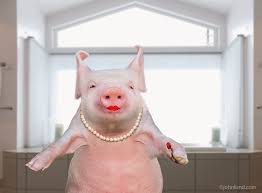 Funny Animal Concept And Greeting Card Photos By John Lund Funny Pig Pictures Funny Animal Photos Funny Pigs