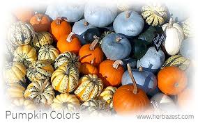 What can you do with a blue pumpkin? Pumpkin Colors Herbazest