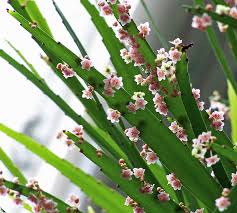Image result for Phyllanthus pentandrus