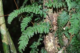 Image result for Trichomanes crispiforme