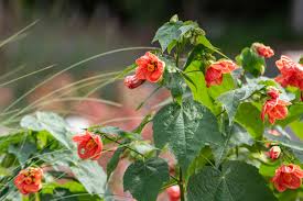 Image result for Abutilon angulatum