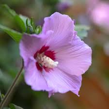 Paint the center of the flower yellow and the stem of the flower green. Best Shrubs With Pink Or Magenta Flowers