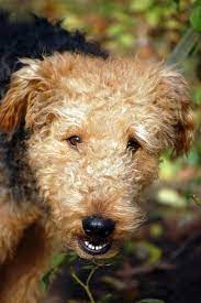These dogs come in standard, miniature, and toy sizes. Brown Dog Free Image On 4 Free Photos