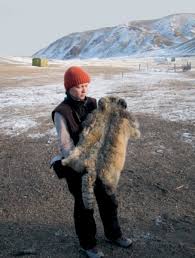 Каждое животное живёт на отдельной, строго определенной территории. Manul Stepnoj Otshelnik National Geographic Rossiya Krasota Mira V Kazhdom Kadre