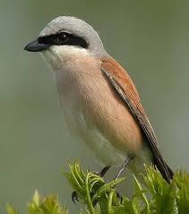 Découvrez trois destinations de rêve qui vous apporteront de l'inattendu, du votre vol. Birds Birding Trips And Birdwatching Tours In Provence Alpes Cote D Azur Fat Birder