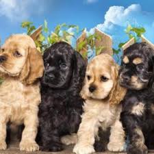 Buff and white parti male cocker spaniel that loves to follow me around the house and cuddle all day long. Cocker Spaniel Puppies For Sale Available In Phoenix Tucson Az