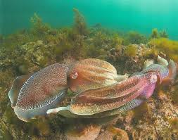 Image result for Queenslandiella