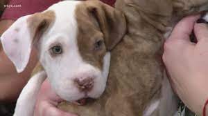 Find adoptable cats and dogs being boarded by haven for pets volunteers. Find A Furry Friend Clear The Shelters Is Happening Right Now Wkyc Com