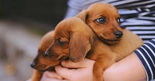 Welcome to the world little ones. How To Prepare Your Home For A New Dachshund Puppy