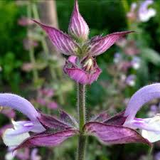 Image result for Salvia sclarea