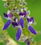 Image result for Equilabium selukwense