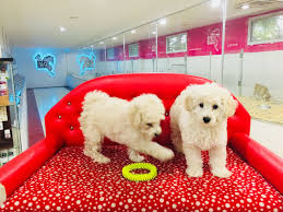 Club K9 Toy Poodle Kopek Fiyatlari Ilanlari Poodle Kopek Yavru Kopek
