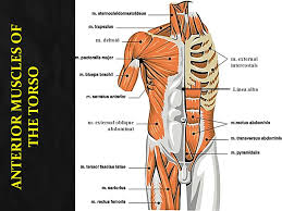 Result of the fusion of the 3 bones: The Muscular System Part 2 Identification Ppt Video Online Download