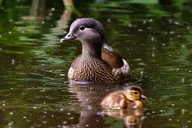 Related to scots dulk (to duck), middle dutch ducken (to duck), low german ducken (to duck), german ducken (to duck), danish dukke, dykke (to dive); 16 Fun Trivia Facts About Ducks